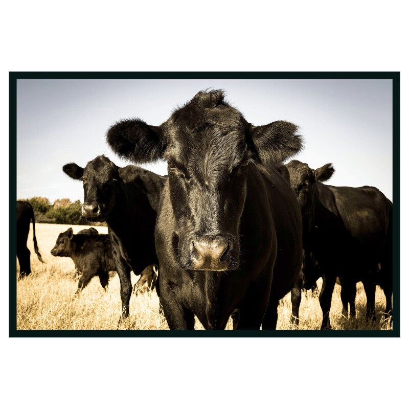 Cow Photography 48x72