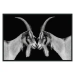 Goat Photography 48x72