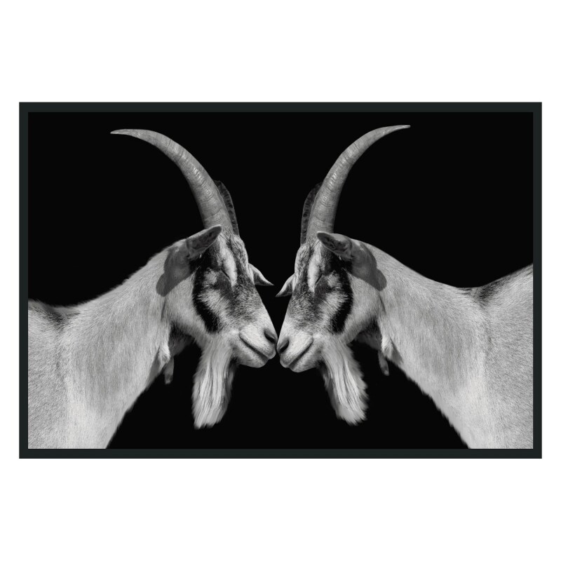 Goat Photography 48x72