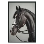 Horse Photography 48x72