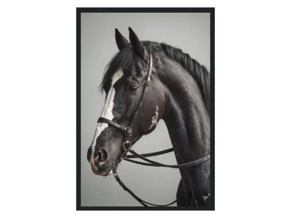 Horn Photography 48×72 Art Art 11 Horn Photography 48×72 Art Art 11