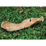 Teak Leaf Indoor-outdoor Bowl - Image 5