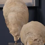 Oyster Shell Sculptures, S/2 - Image 5
