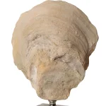 Oyster Shell Sculptures, S/2 - Image 6