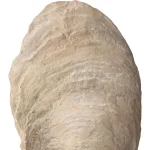 Oyster Shell Sculptures, S/2 - Image 7