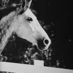 Galloping Forward Framed Prints, S/3 - Image 5