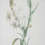 Heirloom Blooms Study Framed Prints, S/4 - Image 6