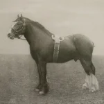 Equine Dynasty Framed Prints, S/9 - Image 6