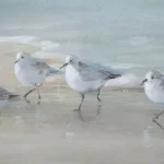 Tranquil Shorebirds On The Sand Framed Print - Image 5