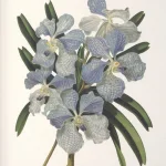 Orchid Botanical Framed Prints, S/6 - Image 6