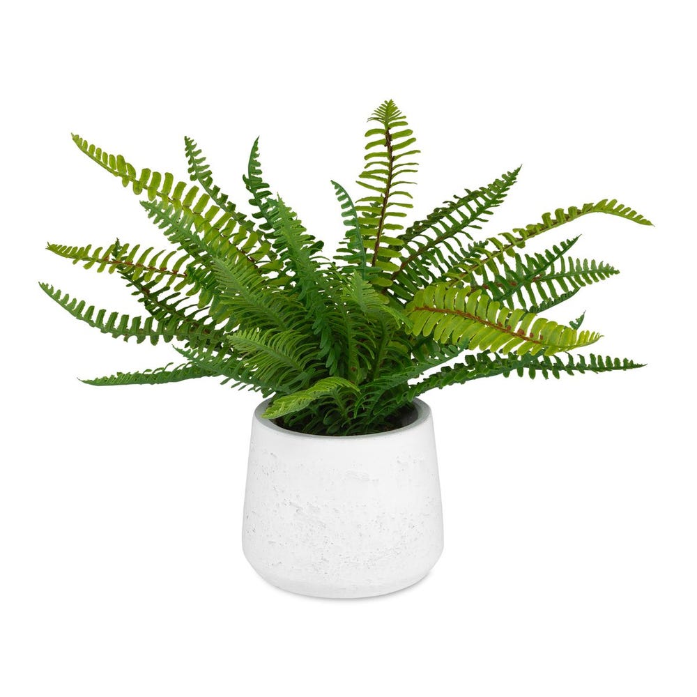 60238_104777578 Boston Fern Accent - Image 1