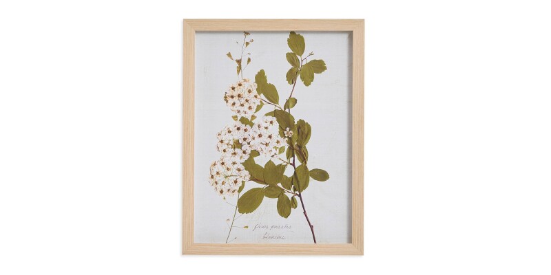 BAS817I12X16-101301636 Pear Tree Branch - Image 1