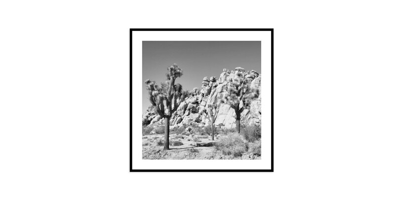 EKNJSHT628X28-101366152 Joshua Tree - Image 1