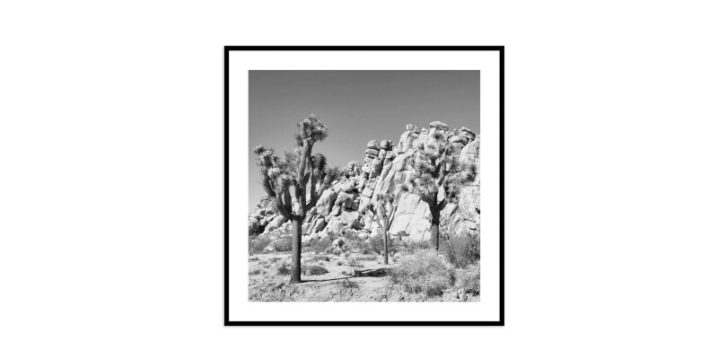 EKNJSHT638X38-101366156 Joshua Tree - Image 1